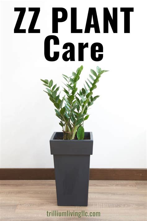 We did not find results for: ZZ Plant- An Easy-to-Grow Houseplant - Trillium Living in ...