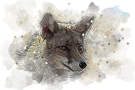 Watercolor Drawing Painting Fox Animal Gimp Gimp Workshop