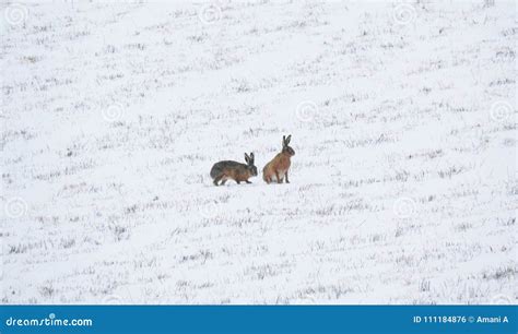 Two Hares In The Snow Stock Photo Image Of Hare Jackrabbit 111184876