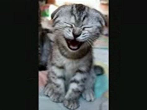 Laughing Cats