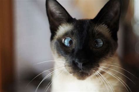 21 Ridiculously Adorable Cross Eyed Cats Catster