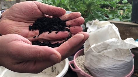 Giving a bonsai a relatively large soil volume encourages the growth of roots, then corresponding growth of the rest of the tree. How to make bonsai soil - my bonsai soil mix - YouTube