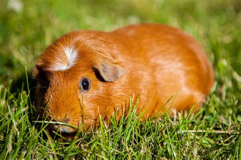 Guinea Pig Varieties Choosing A Guinea Pig Guinea Pigs Guide