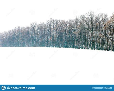 Winter Field And Forest Stock Image Image Of Snow Cloudy 135253551