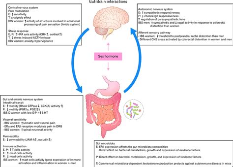 Brain Gut Axis And Sex Hormones Interaction In Irritable Bowel Syndrome Download Scientific