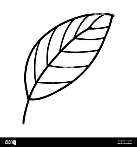Linear Leaves Hi Res Stock Photography And Images Alamy