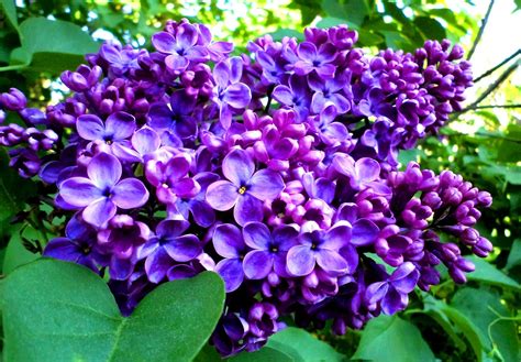 2372x1649 Widescreen Hd Lilac Lilac Flowers Purple Flowers Garden