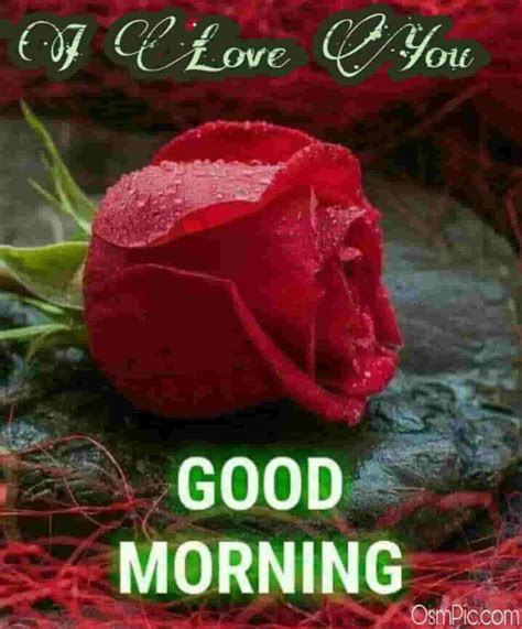 Send an amazing good morning to your girlfriend, boyfriend, wife, husband, family member, or friend. 55 Good Morning Rose Flowers Images Pictures With Romantic ...