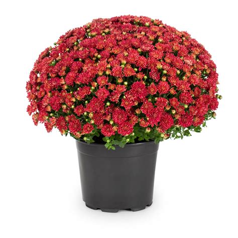 Red Full sun (6+ hours direct sun) Annuals at Lowes.com