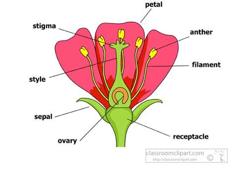 Science Parts Of A Flower Petals Stigma Sepal Anther Classroom Clipart