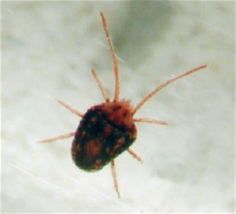 Download Clover Mite