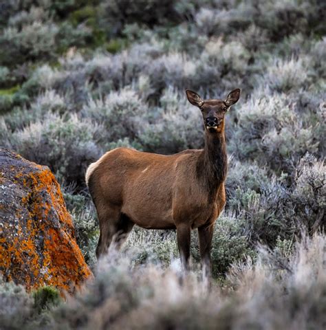Cow Elk In The Mountains Of Utah Rwildlifephotography