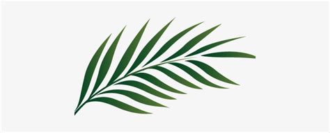 Watercolor Tropical Leaves Png Palm Tree Leaf Clipart Transparent Png