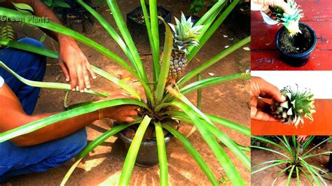 How To Grow Pineapple At Home In Pot With Update Grow Pineapple From