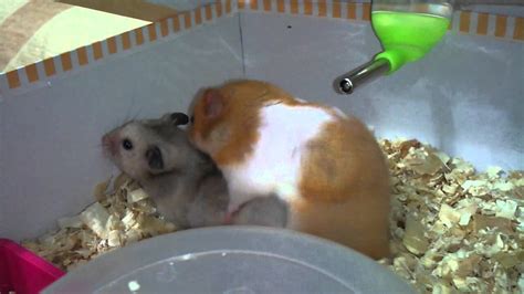 Syrian Hamster Crazy Sex Youtube