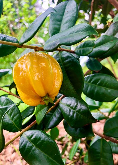 Pitangatuba Star Cherry Rare Tropical Fruit Tree Sow Exotic