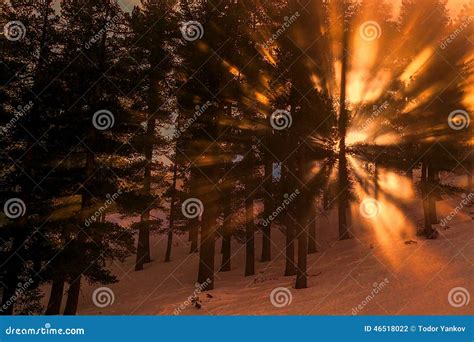 Winter Forest Sunrise Stock Photo Image Of Snow Beautiful 46518022