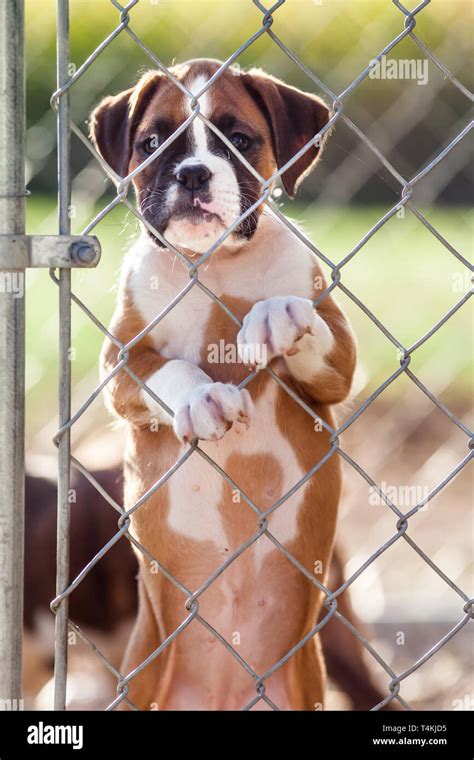 Sad Dog Cage High Resolution Stock Photography And Images Alamy