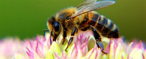 The Worlds Pollinators Are Dying Out And All Our Favourite Foods