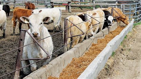 ‘art Of Feed Rations Balances Cost Nutrition