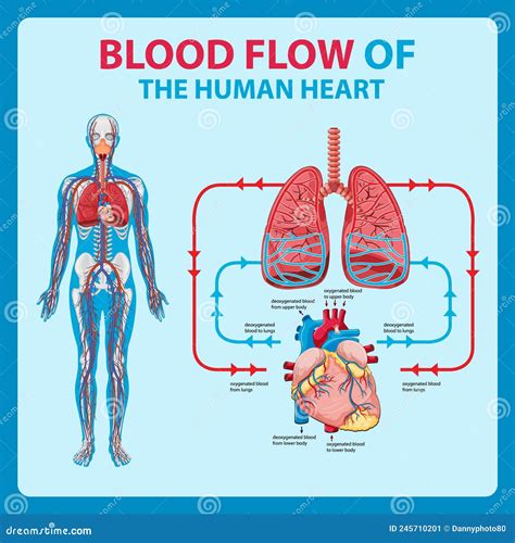 Diagram Showing Blood Flow In Human Heart Stock Vector Illustration