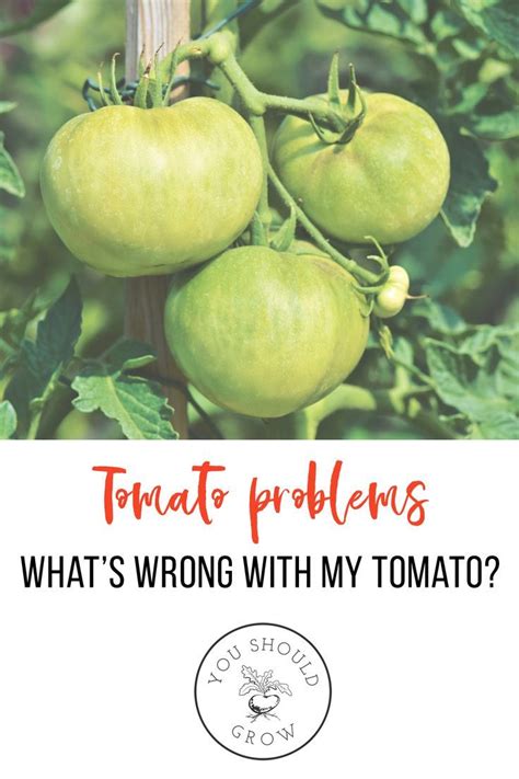 Tomato Problems Whats Wrong With My Tomato Tomato Problems
