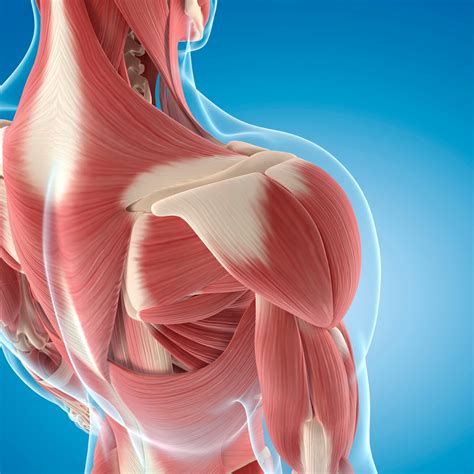 Learning Your Anatomy Can Assist You Improve Posture Posture Geek