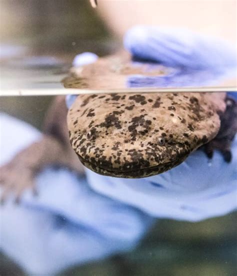 Zoo Welcomes Worlds Largest Amphibian Zsl