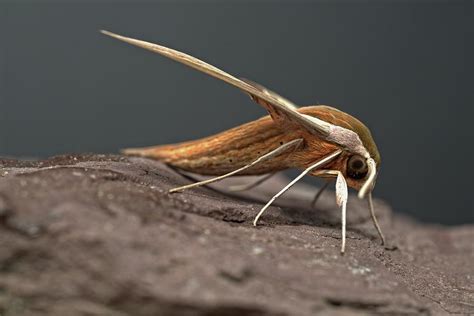 Tersa Sphinx Moth Profile Photograph By Matt Plyler Pixels