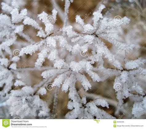 Frozen Plant Covered In Snow And Ice In Heart Shape Stock