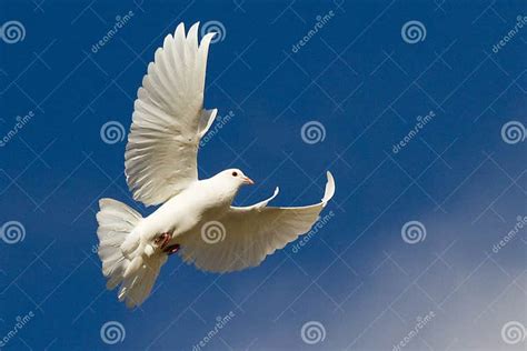 White Dove In Flight Stock Photo Image Of Blue Wing 53086136