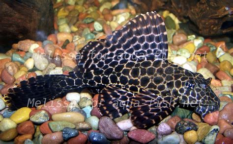 Pleco Fish Species
