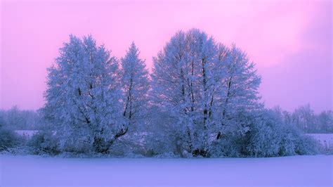 Pink Snow Covered Tree With Pink Sunset During Winter 4k Hd Pink