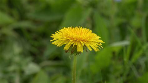 Dandelion Plant And Flower In Spring Image Free Stock Photo Public