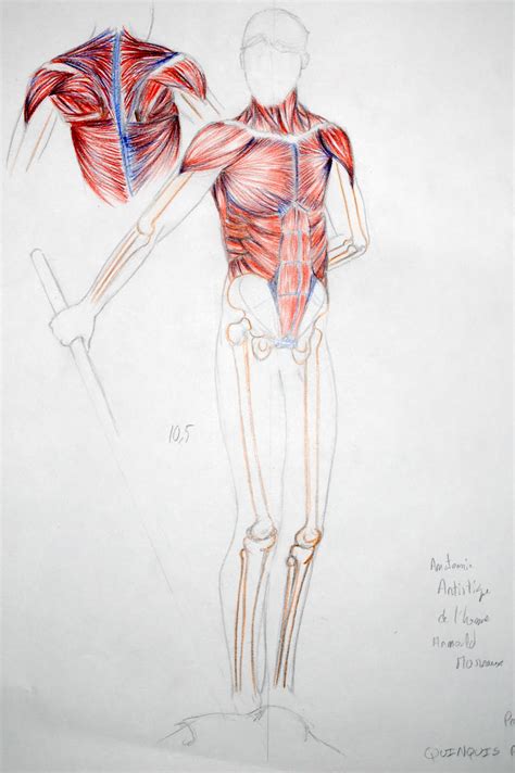 Robin Quinquis Anatomie Artistique Deuxième Trimestre
