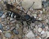 Black And White Wasp Images