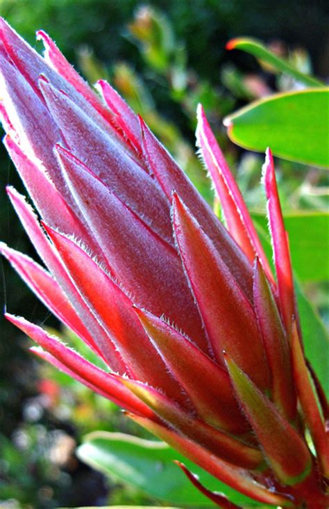 Stockists of ausflora pacific's protea plants. Blackwoods.co.za Growing Proteas - The South African ...