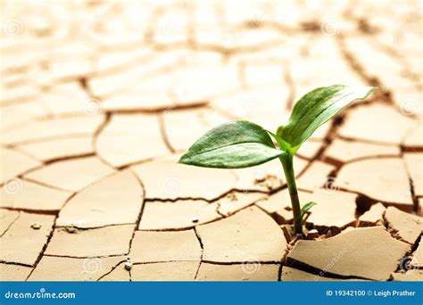 Plant Growing In Mud Stock Photo Image Of Nature Broken 19342100