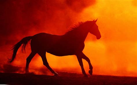 Horse Fire Background