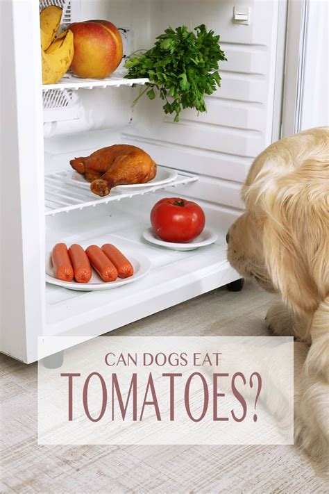 Can Dogs Eat Tomatoes A Complete Guide To Tomatoes For Dogs Can Dogs