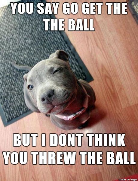 20 Pit Bull Memes For A Dose Of Canine Comedy Animals