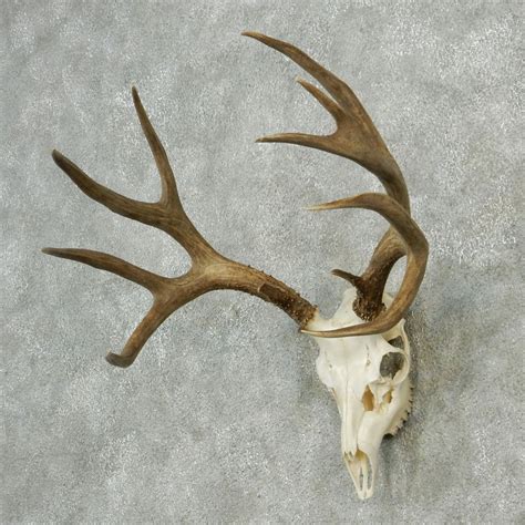 Mule Deer Taxidermy Antler Plaque Mount 12621 For Sale The Taxidermy