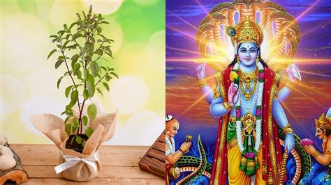 Tulsi Vivah 2019 Know Date Timings Katha And Puja Vidhi India Tv