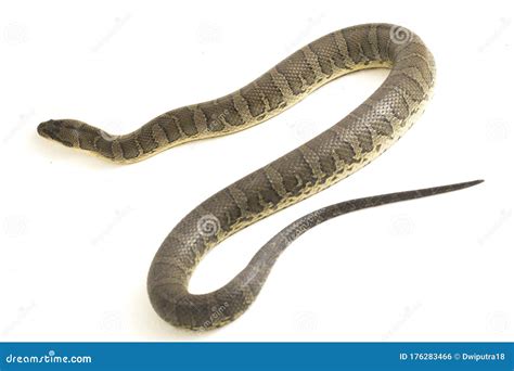 Common Puff Faced Water Snake Homalopsis Buccata Banded Water Snake