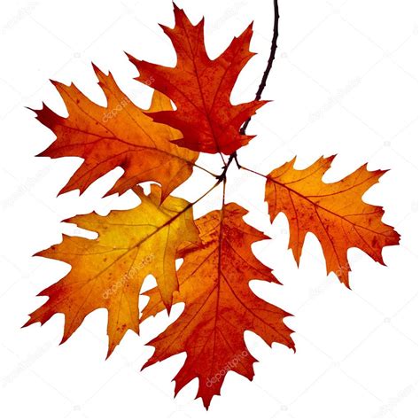 Dans le futur, son aire pourrait éventuellement se déplacer vers le nord, en raison du réchauffement climatiqueréf. nécessaire. Brindille d'automne de feuilles tombantes colorées de chêne rouge image libre de droit par ...