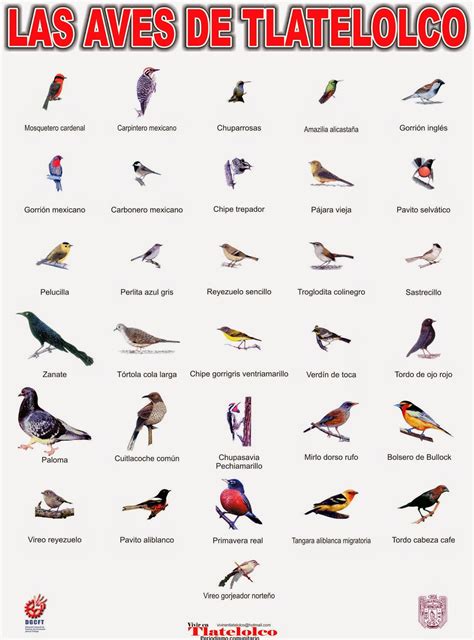 Vivir En Tlatelolco ¿cuántas Especies De Aves Reconoces En Tlatelolco