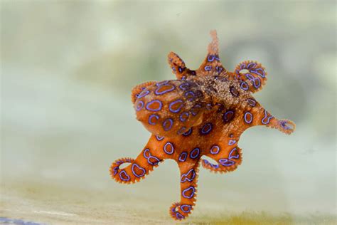 We did not find results for: Pulpo de anillos azules Información útil con ...