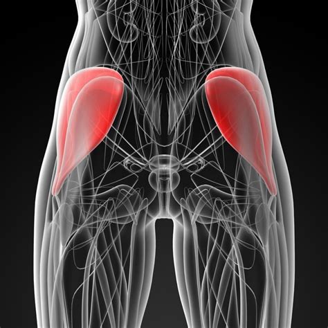 10 Best Exercises To Strengthen Your Gluteus Medius Set For Set