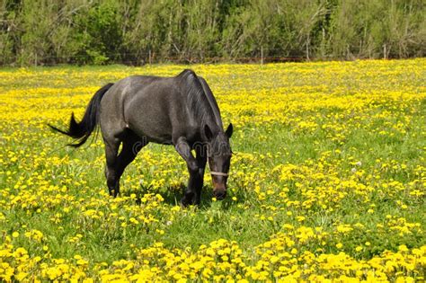 Horse In Field Stock Photo Image Of Grass Landscape 22893152