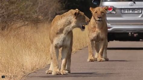 Lion Pride Walking On Road Kruger Park South Africa Youtube
